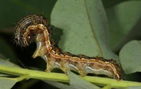 Illustration for article titled Mutated pests are quickly adapting to biotech crops in unpredicted and disturbing ways